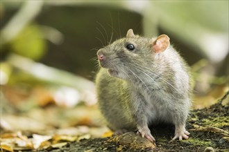 Close-up of a Norway rat (Rattus norvegicus) in the forest. It is sitting on the ground and looking