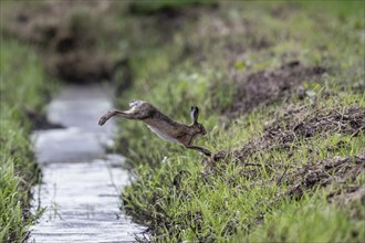 European hare (Lepus europaeus) jumping over a ditch, Emsland, Lower Saxony, Germany, Europe