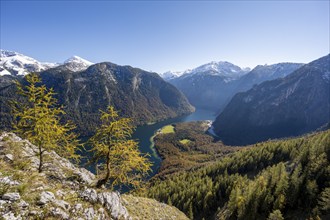 View of the Königssee from the Rinnkendlsteig mountain hiking trail, autumnal forest and yellow