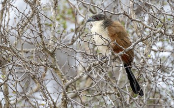 Burchell's coucal (Centropus burchellii) sitting on a branch, Kruger National Park, South Africa,