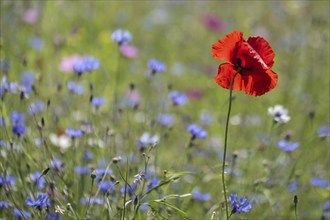 Flower meadow with poppy flower (Papaver rhoeas) and cornflowers (Centaurea cyanea), Emsland, Lower