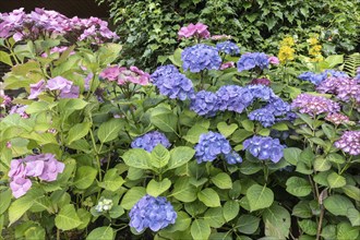 Hydrangea (Hydrangea macrophylla), Emsland, Lower Saxony, Germany, Europe