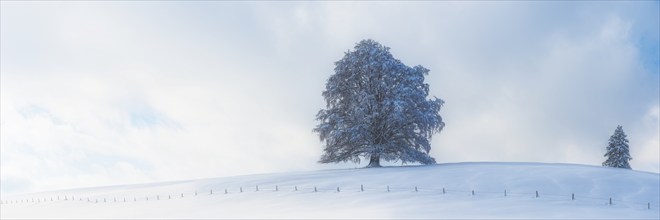 European beech, Fagus sylvatica, in winter, solitary tree near Rieden am Forggensee, Ostallgäu,