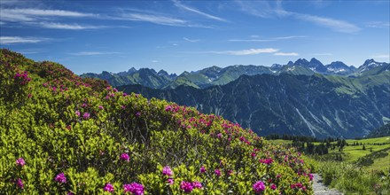 Alpine rose blossom, panorama of the Fellhorn, behind it the Allgäu Alps, Allgäu, Bavaria, Germany,