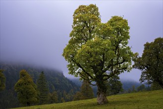 Maple trees, (Acer pseudoplataus), near the Wankerfleck, Ammergau Alps, Ostallgäu, Bavaria,