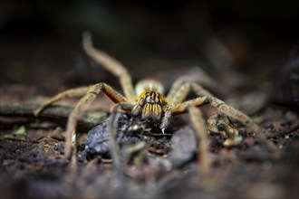 Getazi comb spider or Getazi banana spider (Cupiennius tazi) sits on the forest floor at night in