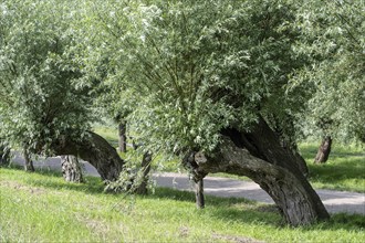 Old pollarded willow, willow (Salix viminalis), Poel Island, Mecklenburg-Western Pomerania,