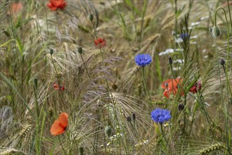 Poppy flower (Papaver Rhoeas) and cornflower (Centaurea cyanea), Mecklenburg-Vorpommern, Germany,