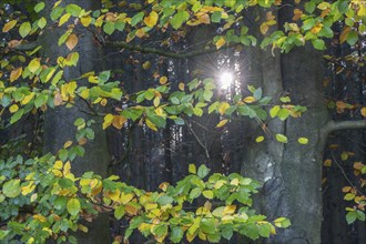 Light in autumnal beech leaves (Fagus sylvatica), Emsland, Lower Saxony, Germany, Europe