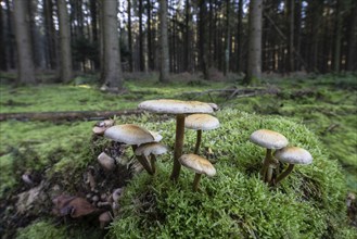 Sulphur tuft (Hypholoma fasciculare) in spruce forest, Emsland, Lower Saxony, Germany, Europe