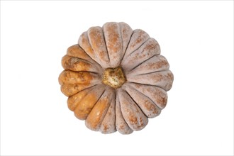 Top view of mature ribbed 'Black Futsu' pumpkin squash with orange skin on white background