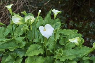 Calla lily (Calla palustris) blooming in spring, Victoria, Australia, Oceania