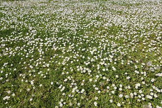 Common daisies (Bellis perennis), Schleswig-Holstein, Germany, Europe