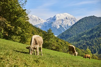 Cattle (Bos taurus) on a meadow with the mountains in the background, autumn, Bavaria, Germany,