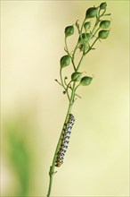 Upper Lusatian heath and pond landscape, brown-rooted monk caterpillar, June, Saxony, Germany,