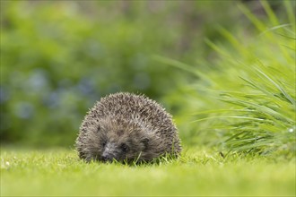 European hedgehog (Erinaceus europaeus) adult animal on a garden lawn, England, United Kingdom,