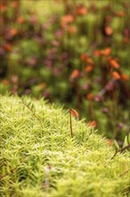 Capsule on green Haircap moss (Polytrichum)