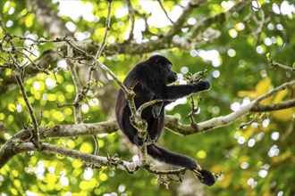 Mantled howler (Alouatta palliata) sitting in a tree, Cahuita National Park, Costa Rica, Central