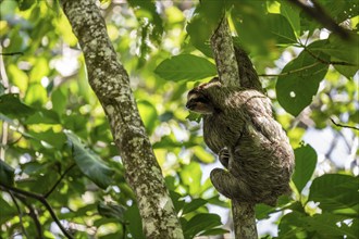 Brown-throated sloth (Bradypus variegatus) on a branch, Cahuita National Park, Costa Rica, Central