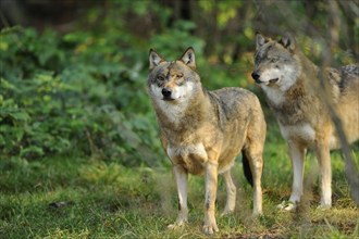 Two european gray wolves (Canis lupus lupus) in the forest, captive, Germany, Europe