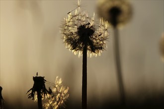 Dandelions in the evening light, May, Germany, Europe