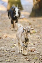 Domestic goat (Capra hircus) walking on the ground, Bavaria, Germany, Europe