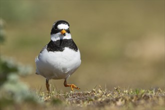 Ringed plover (Charadrius hiaticula) adult bird walking on coastal grassland, England, United