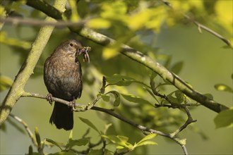 European blackbird (Turdus merula) adult female bird with a beak full of food in its beak perched