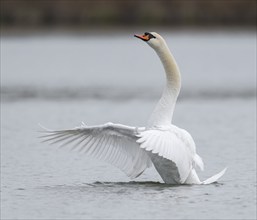 Mute swan (Cygnus olor) flapping its wings, Thuringia, Germany, Europe