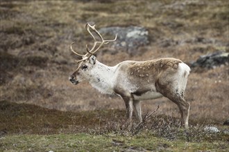 Reindeer (Rangifer tarandus) in the tundra, Lapland, Finland, Scandinavia, Europe