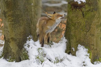 Red fox (Vulpes vulpes), standing between two trees in a snowy forest, Czech Republic, Europe