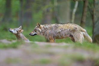 Two gray wolves (Canis Lupus), in the forest, one lying down, the other attentively observing its