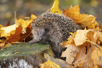 European hedgehog (Erinaceus europaeus) adult animal on fallen autumn leaves in a garden, Suffolk,