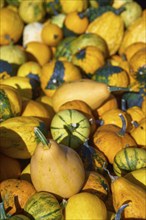 Varied pumpkins in shades of green, yellow and orange, creating an autumnal atmosphere and natural