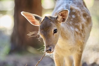 European fallow deer (Dama dama) youngster, portrait, in a forest, Bavaria, Germany, Europe