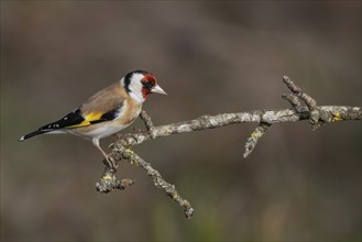 European goldfinch (Carduelis carduelis) sitting on a deadwood branch, Austria, Upper Austria,