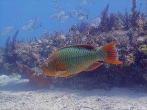 A large, colourful tropical fish, rainbow parrotfish (Scarus guacamaia), swims near a coral reef.