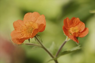 Red carnation root or garden carnation root (Geum coccineum), flowers, ornamental plant, North