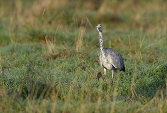 Grey heron (Ardea cinerea) hunting in a meadow, Lower Rhine, North Rhine-Westphalia, Germany,