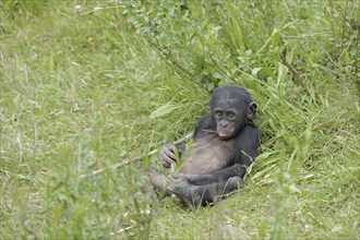 Bonobo or bonobo (Pan paniscus), juvenile, captive, occurring in the Congo