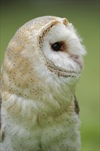 Barn owl (Tyto alba), portrait, captive, North Rhine-Westphalia, Germany, Europe