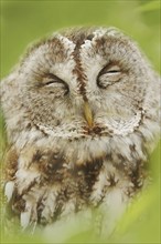 Tawny owl (Strix aluco), portrait, North Rhine-Westphalia, Germany, Europe