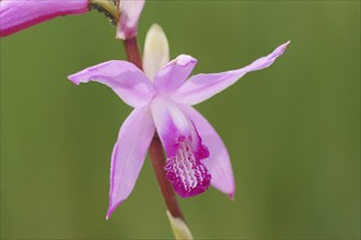 Japanese orchid or Chinese orchid (Bletilla striata, Bletia striata), flower, ornamental plant,