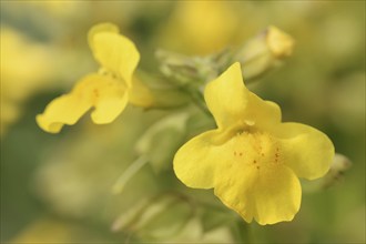 Common monkey-flower (Mimulus guttatus), flowers, ornamental plant, native to North America