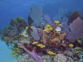 Yellow Haemulinae in a colourful coral reef with common sea fan (Gorgonia ventalina) . Dive site