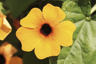 Black-eyed susan vine (Thunbergia alata), flower, ornamental plant, North Rhine-Westphalia,