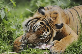 Sumatran tiger (Panthera tigris sumatrae), feeding, captive, occurring on Sumatra, Indonesia, Asia