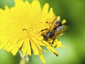 European Honey Bee, Apis mellifera, bee on yellow flowers of Common Sowthistle, Sonchus arvensis