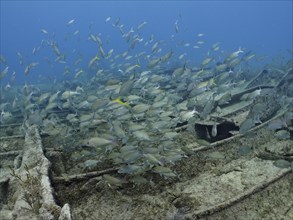 Shoal of fish swimming around a sunken shipwreck under water. Wreck of the Benwood. Dive site John