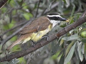 Great kiskadee (Pitangus sulphuratus) in the wild with a small True frog in its beak, seen in